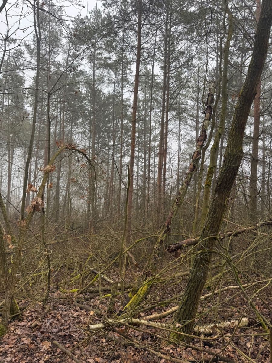 Prodej pozemku 3.854 m², Chotiněves, Ústecký kraj Prodej pozemku 3.854 m², Chotiněves, Ústecký kraj