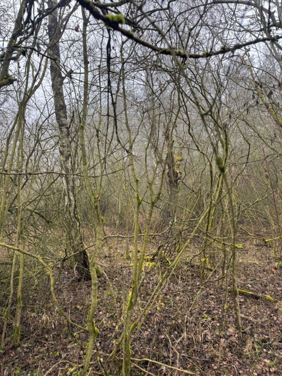 Prodej pozemku 3.854 m², Chotiněves, Ústecký kraj Prodej pozemku 3.854 m², Chotiněves, Ústecký kraj