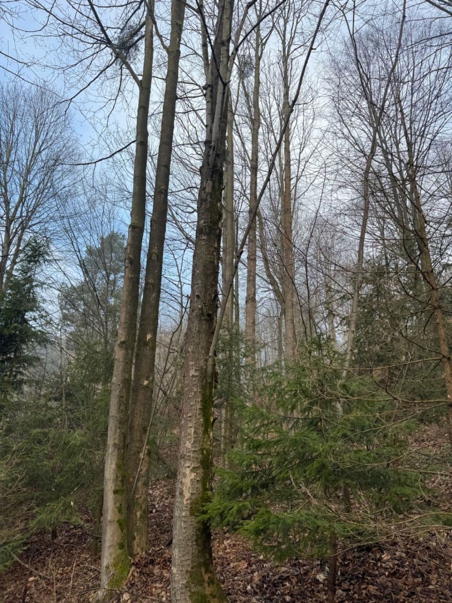 Prodej pozemku 5.829 m², Malá Bystřice, Zlínský kraj Prodej pozemku 5.829 m², Malá Bystřice, Zlínský kraj