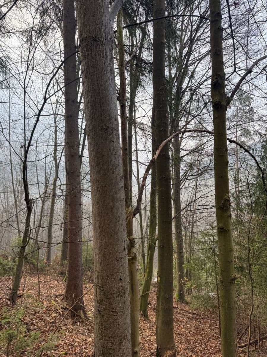 Prodej pozemku 5.829 m², Malá Bystřice, Zlínský kraj Prodej pozemku 5.829 m², Malá Bystřice, Zlínský kraj