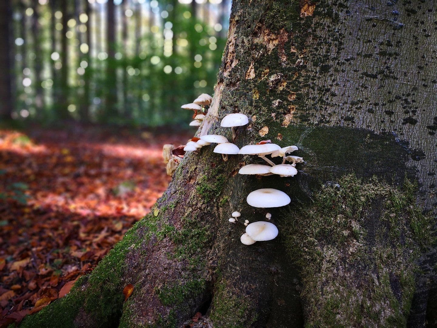 Prodej pozemku 2.000 m², Alter Kastanienweg 8, Satow, Mecklenburg-Vorpommern Prodej pozemku 2.000 m², Alter Kastanienweg 8, Satow, Mecklenburg-Vorpommern