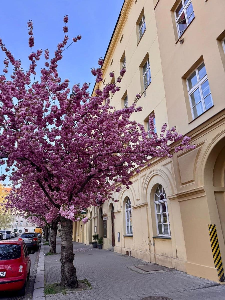 Pronájem bytu 2+kk 42 m², Karlínské náměstí, Praha, Praha Pronájem bytu 2+kk 42 m², Karlínské náměstí, Praha, Praha