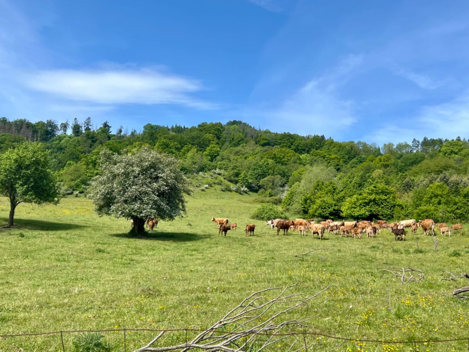 Prodej pozemku 806 m², Česká Lípa, Liberecký kraj Prodej pozemku 806 m², Česká Lípa, Liberecký kraj