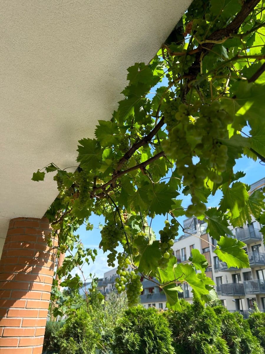 Pronájem bytu 2+kk 61 m², Lindleyova, Praha, Praha Pronájem bytu 2+kk 61 m², Lindleyova, Praha, Praha