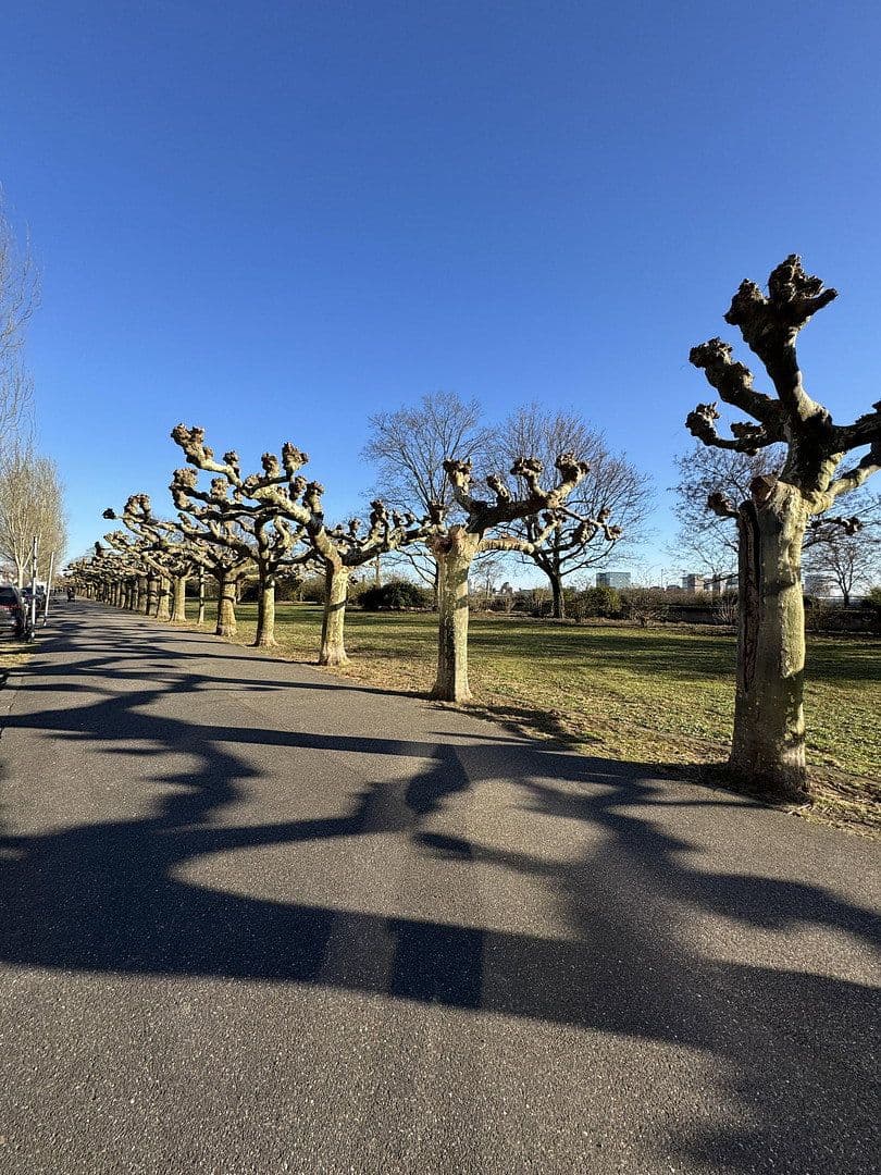 Pronájem bytu 3+1 90 m², Rheinallee 137, Düsseldorf, Severní Porýní-Vestfálsko Pronájem bytu 3+1 90 m², Rheinallee 137, Düsseldorf, Severní Porýní-Vestfálsko