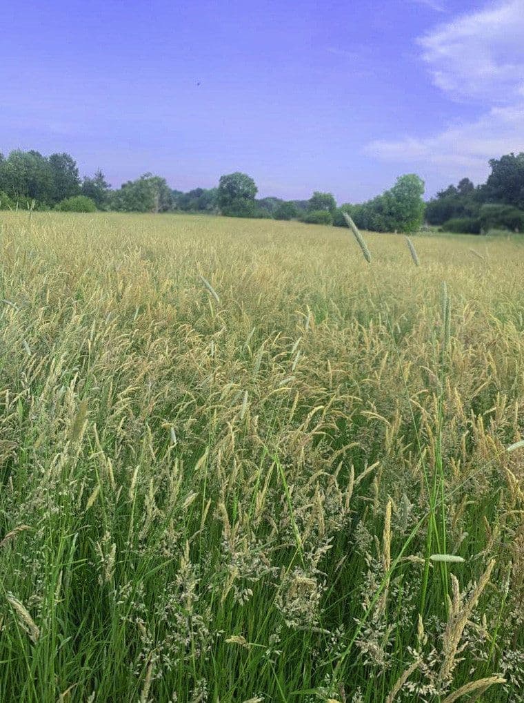 Pronájem pozemku 14.000 m², Hohenwestedt, Šlesvicko-Holštýnsko Pronájem pozemku 14.000 m², Hohenwestedt, Šlesvicko-Holštýnsko