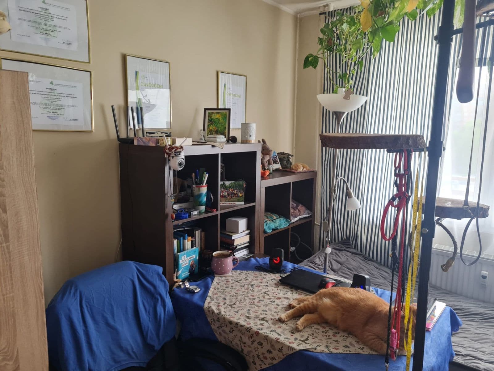 Pronájem bytu 1+kk 36 m², Jesenická, Plzeň, Plzeňský kraj Pronájem bytu 1+kk 36 m², Jesenická, Plzeň, Plzeňský kraj