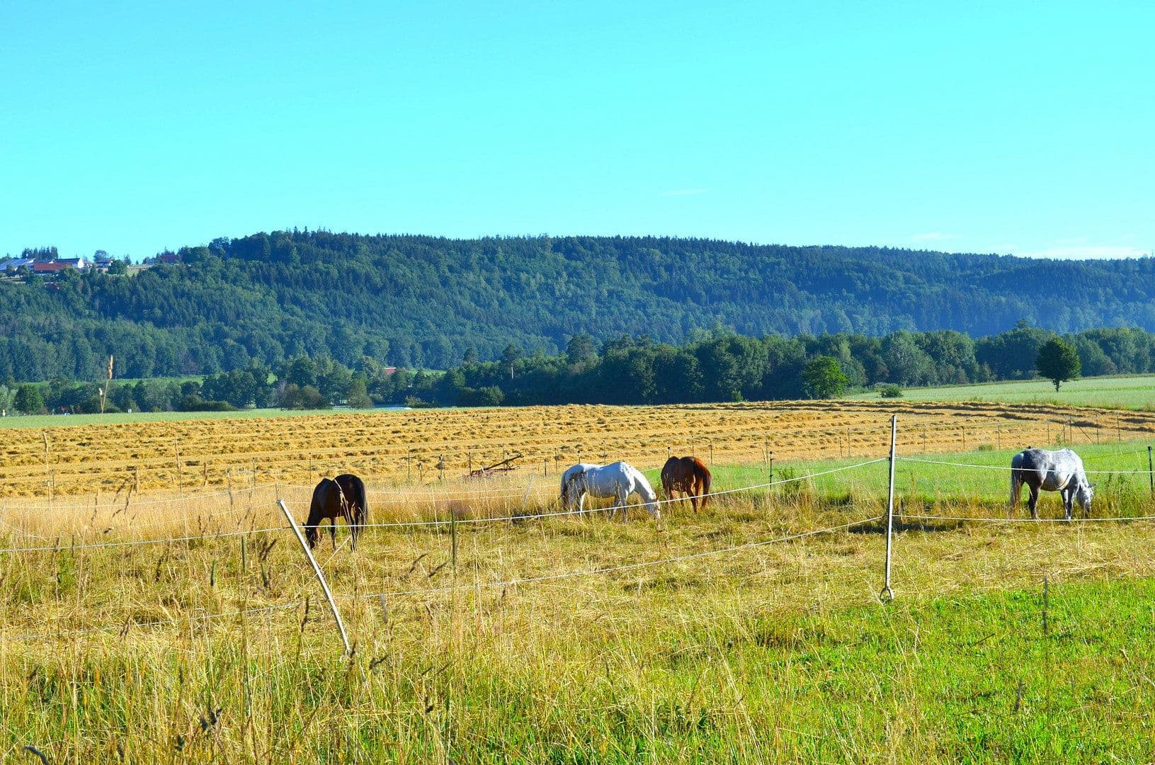 Prodej pozemku 15.000 m², Leutkirch im Allgäu, Bádensko-Württembersko Prodej pozemku 15.000 m², Leutkirch im Allgäu, Bádensko-Württembersko