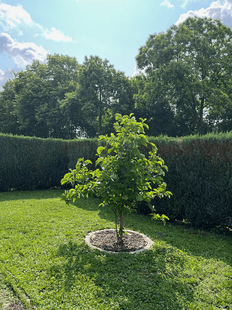 Pronájem bytu 3+kk 100 m², Mosbach, Bádensko-Württembersko Pronájem bytu 3+kk 100 m², Mosbach, Bádensko-Württembersko