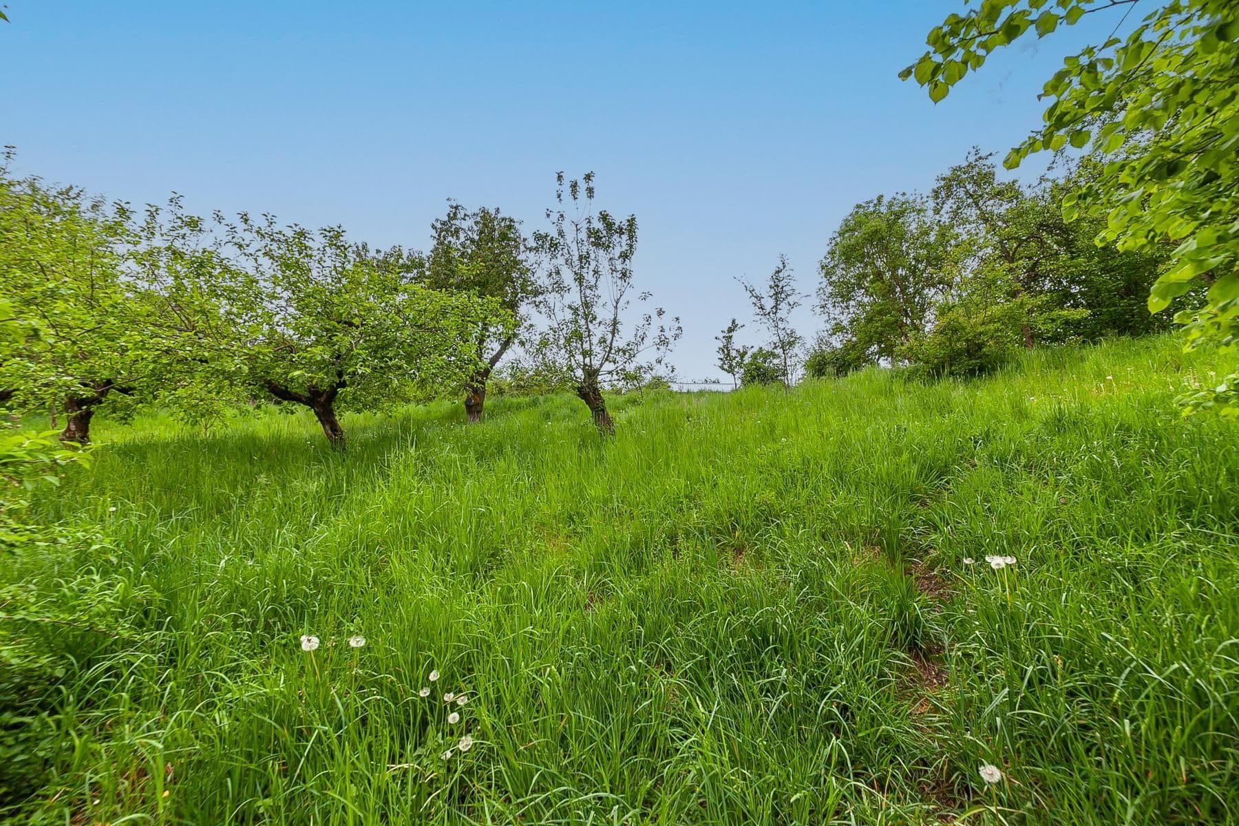 Prodej domu 196 m², pozemek 3.460 m², Staré Hrady, Královéhradecký kraj Prodej domu 196 m², pozemek 3.460 m², Staré Hrady, Královéhradecký kraj
