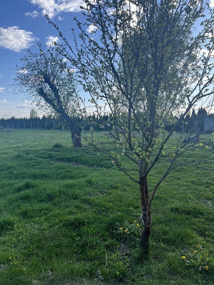 Prodej domu 140 m², pozemek 5.000 m², Dolgeliner Str 18, Alt Tucheband, Braniborsko Prodej domu 140 m², pozemek 5.000 m², Dolgeliner Str 18, Alt Tucheband, Braniborsko