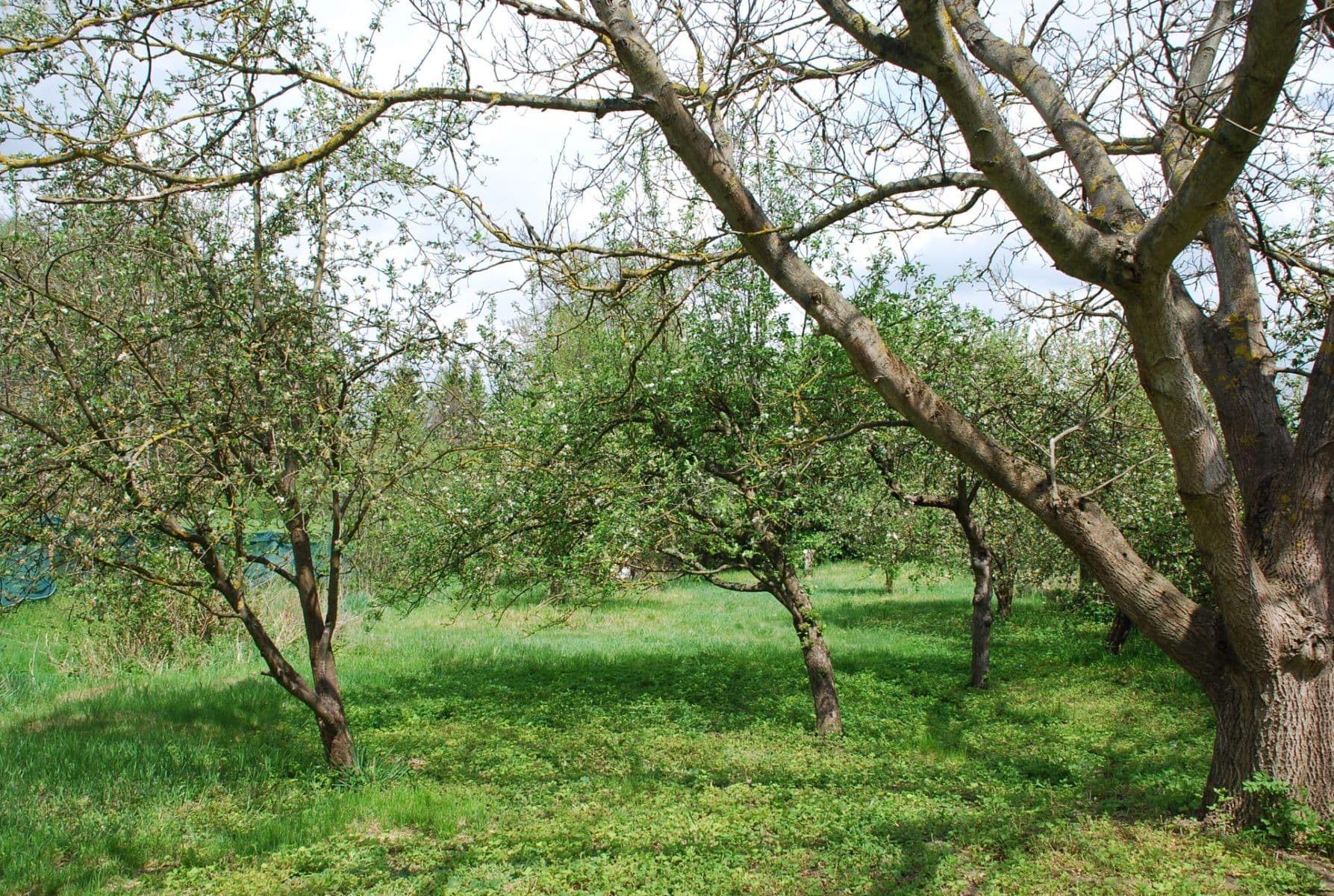 Prodej pozemku 798 m², Sedlec-Prčice, Středočeský kraj Prodej pozemku 798 m², Sedlec-Prčice, Středočeský kraj