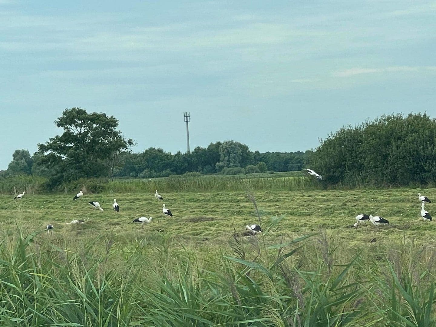 Prodej domu 155 m², pozemek 5.957 m², Sankt Peter-Ording, Šlesvicko-Holštýnsko Prodej domu 155 m², pozemek 5.957 m², Sankt Peter-Ording, Šlesvicko-Holštýnsko