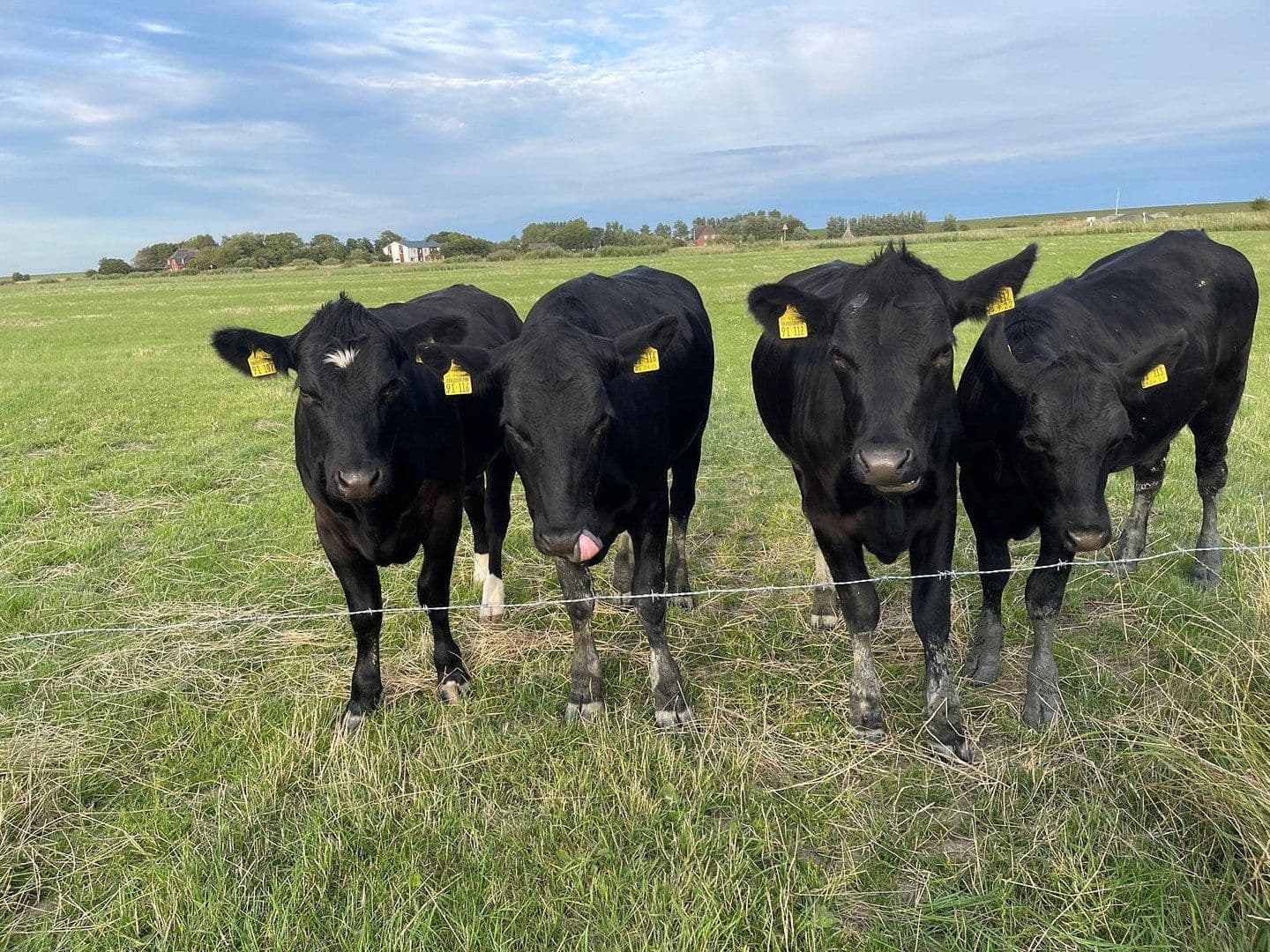 Prodej domu 155 m², pozemek 5.957 m², Sankt Peter-Ording, Šlesvicko-Holštýnsko Prodej domu 155 m², pozemek 5.957 m², Sankt Peter-Ording, Šlesvicko-Holštýnsko