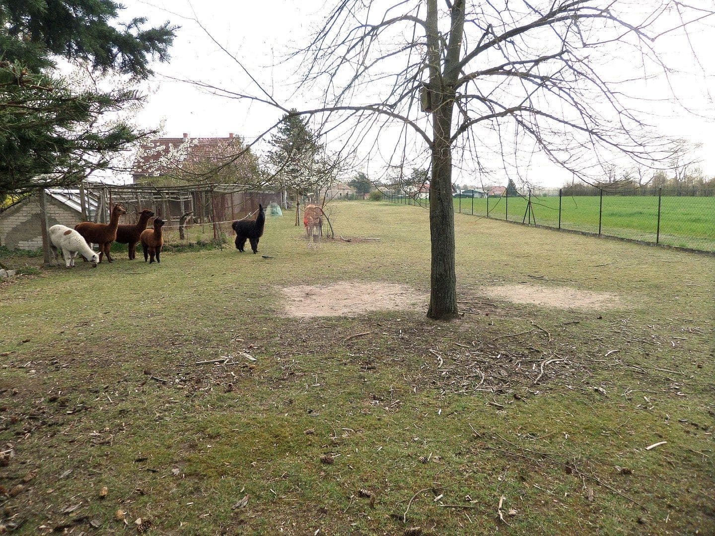 Prodej domu 79 m², pozemek 3.085 m², Doberlug-Kirchhain, Braniborsko Prodej domu 79 m², pozemek 3.085 m², Doberlug-Kirchhain, Braniborsko
