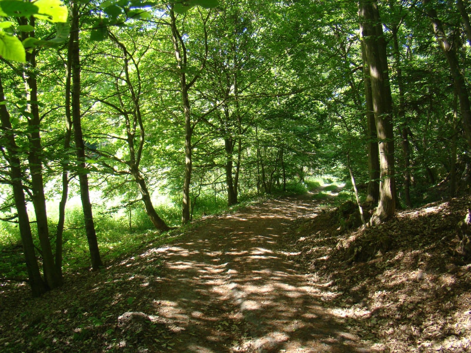 Prodej pozemku 6.471 m², 25935, Vidim, Středočeský kraj Prodej pozemku 6.471 m², 25935, Vidim, Středočeský kraj
