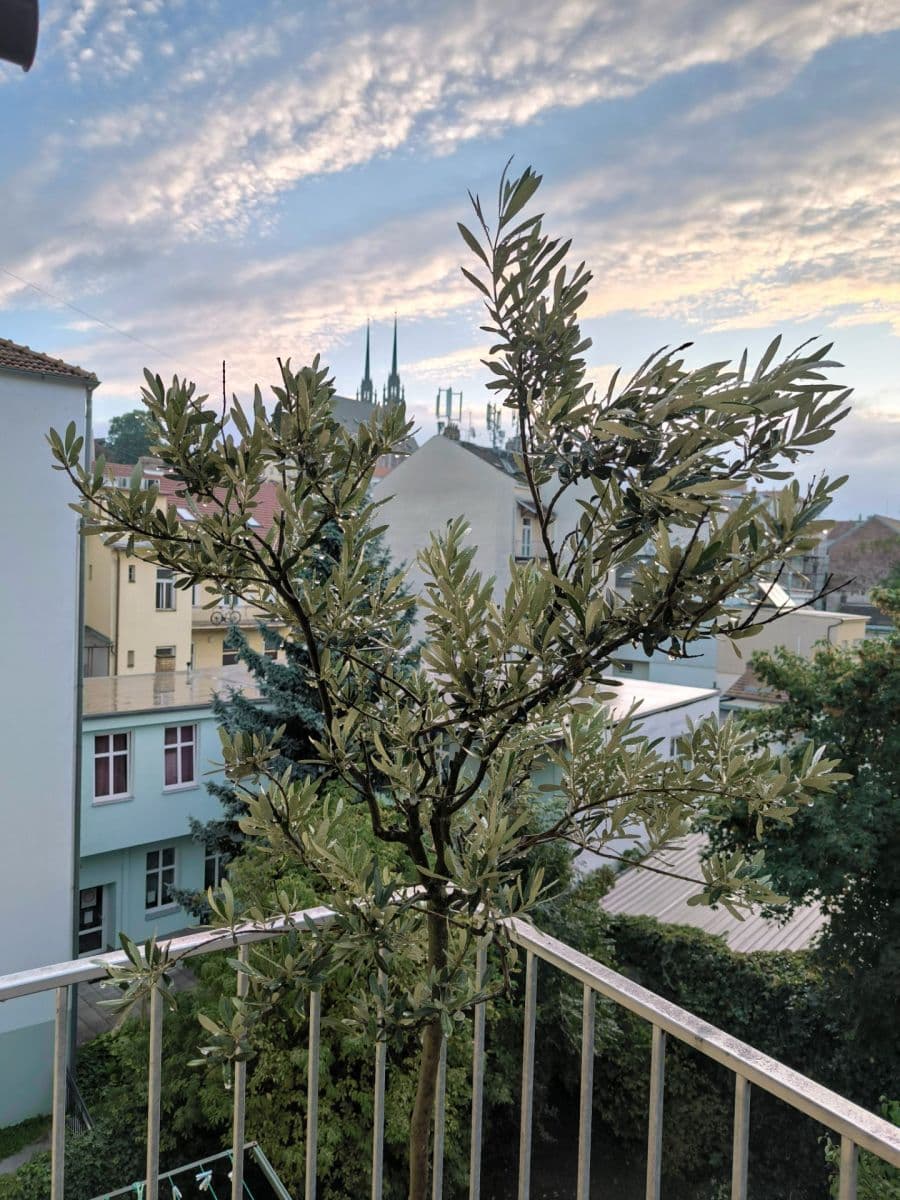 Pronájem bytu 3+1 78 m², Bezručova, Brno, Jihomoravský kraj Pronájem bytu 3+1 78 m², Bezručova, Brno, Jihomoravský kraj
