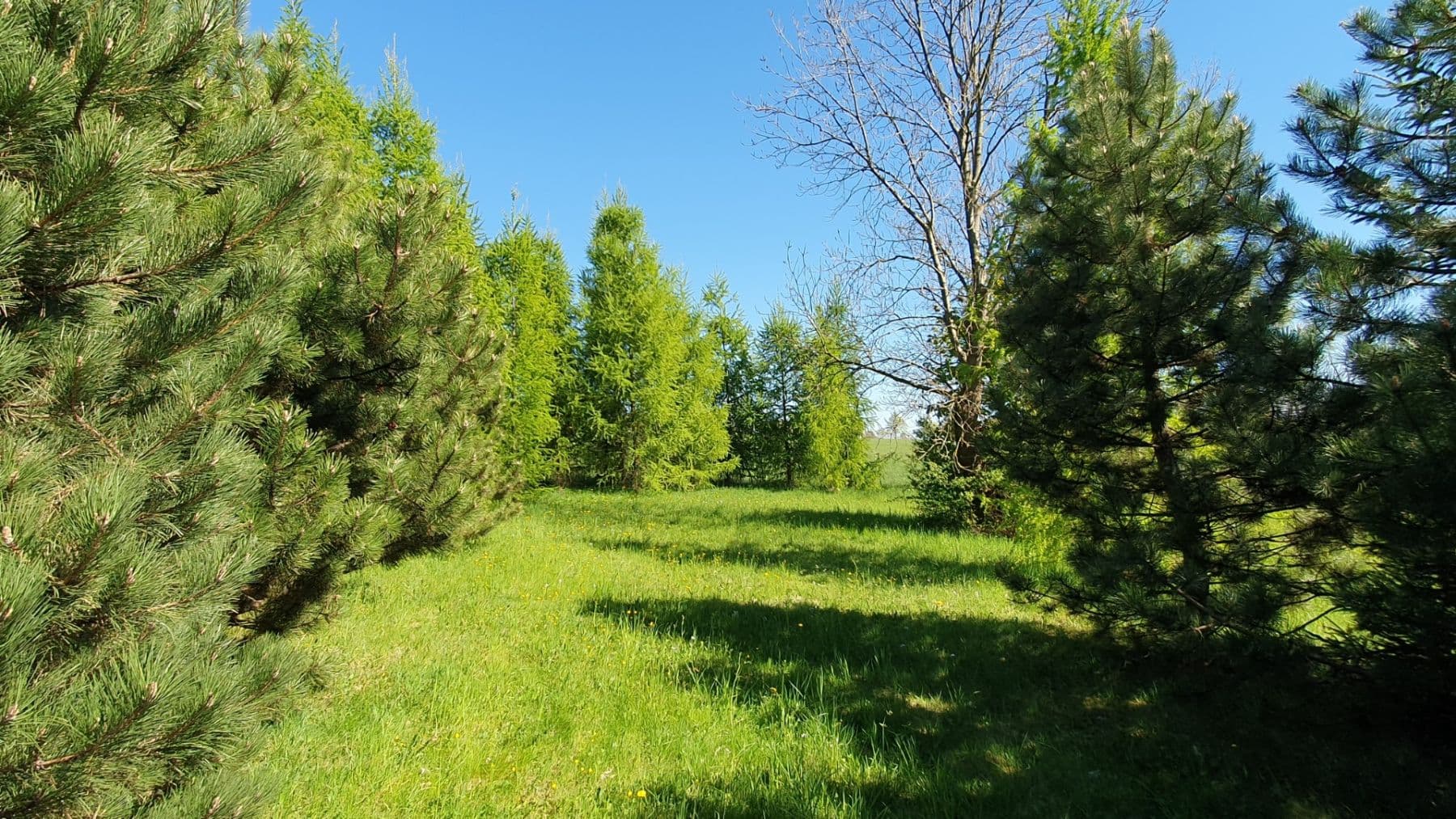 Prodej pozemku 1.096 m², Světlá pod Ještědem, Liberecký kraj Prodej pozemku 1.096 m², Světlá pod Ještědem, Liberecký kraj