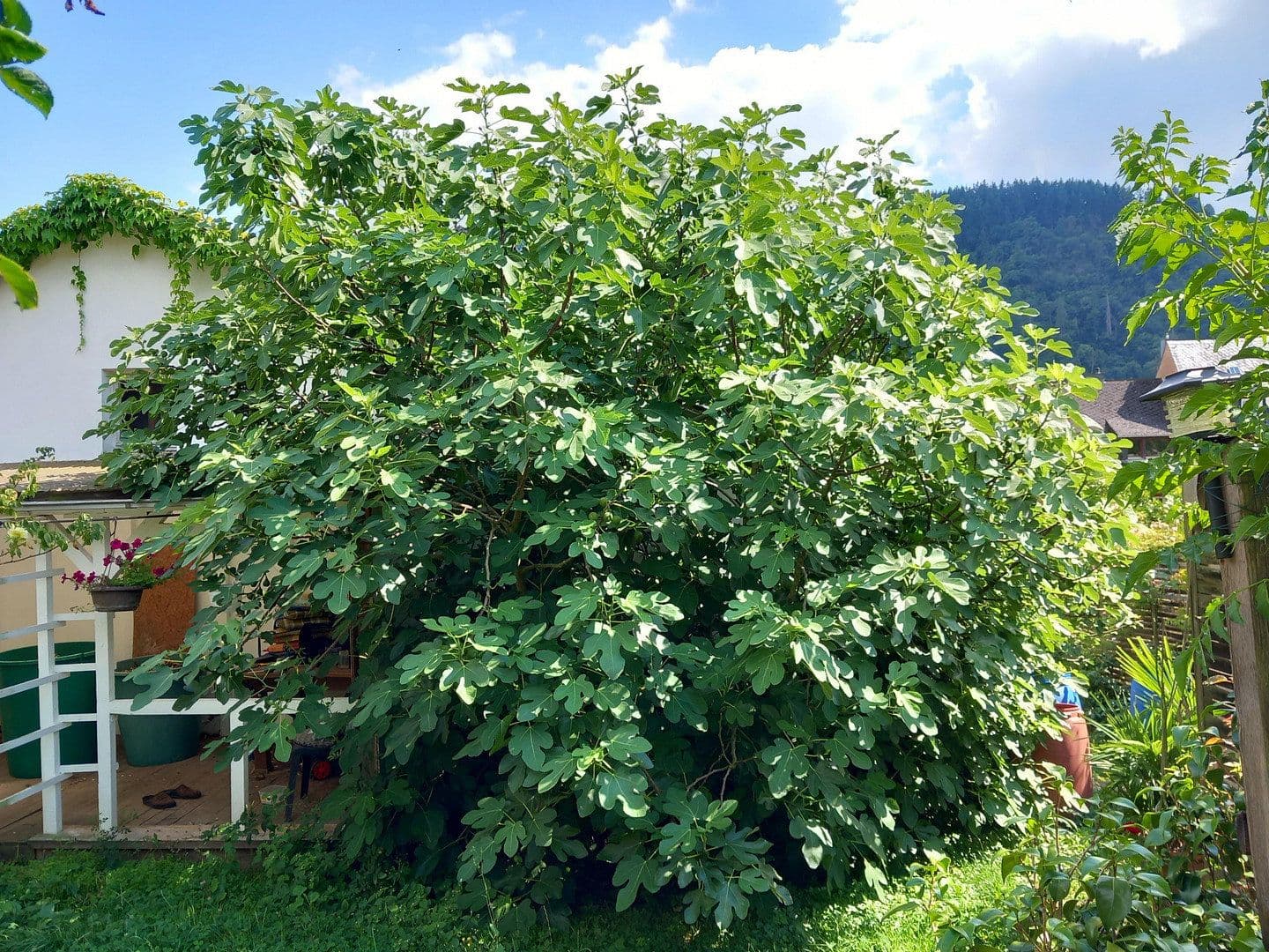 Prodej domu 255 m², pozemek 1.374 m², Traben-Trarbach, Porýní-Falc Prodej domu 255 m², pozemek 1.374 m², Traben-Trarbach, Porýní-Falc