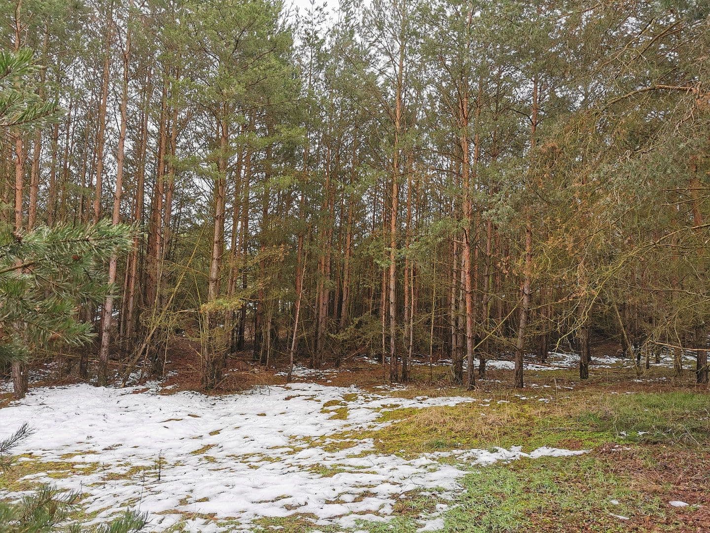 Prodej pozemku 29.279 m², Oelsig 57, Schlieben, Braniborsko Prodej pozemku 29.279 m², Oelsig 57, Schlieben, Braniborsko