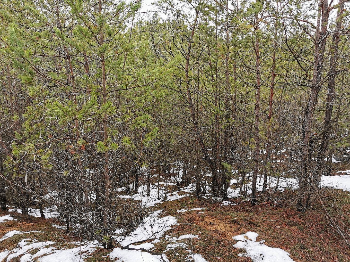 Prodej pozemku 29.279 m², Oelsig 57, Schlieben, Braniborsko Prodej pozemku 29.279 m², Oelsig 57, Schlieben, Braniborsko