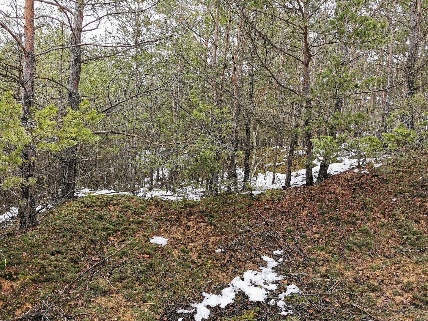 Prodej pozemku 29.279 m², Oelsig 57, Schlieben, Braniborsko Prodej pozemku 29.279 m², Oelsig 57, Schlieben, Braniborsko