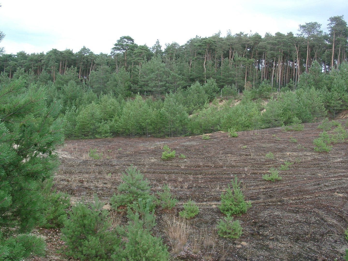 Prodej pozemku 29.279 m², Oelsig 57, Schlieben, Braniborsko Prodej pozemku 29.279 m², Oelsig 57, Schlieben, Braniborsko