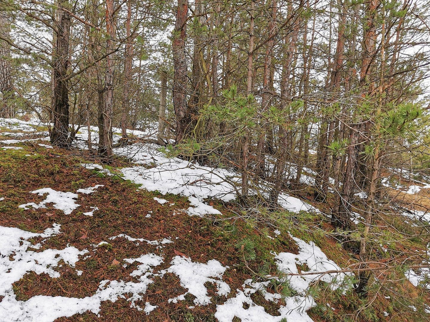 Prodej pozemku 29.279 m², Oelsig 57, Schlieben, Braniborsko Prodej pozemku 29.279 m², Oelsig 57, Schlieben, Braniborsko