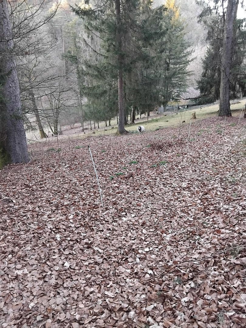 Prodej domu 180 m², pozemek 6.000 m², Lemberg, Porýní-Falc Prodej domu 180 m², pozemek 6.000 m², Lemberg, Porýní-Falc
