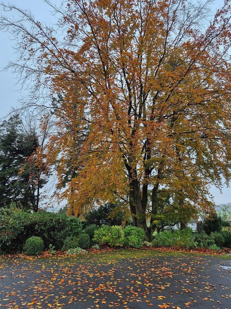 Prodej domu 172 m², pozemek 13.498 m², Ahrstraße 22, Oberehe-Stroheich, Porýní-Falc Prodej domu 172 m², pozemek 13.498 m², Ahrstraße 22, Oberehe-Stroheich, Porýní-Falc