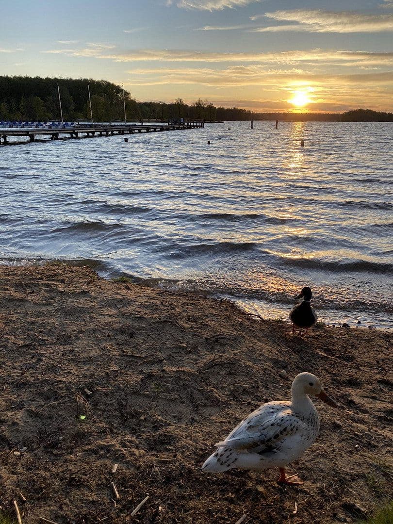 Prodej domu 66 m², pozemek 135 m², Rheinsberg, Braniborsko Prodej domu 66 m², pozemek 135 m², Rheinsberg, Braniborsko