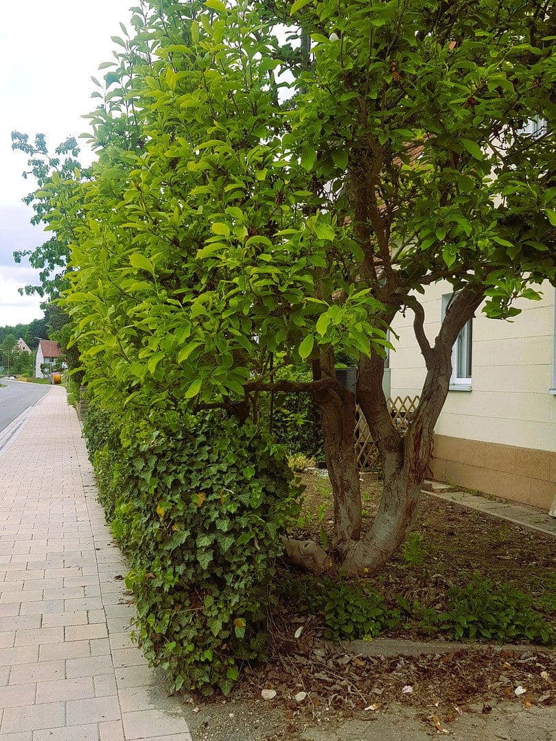 Prodej domu 91 m², pozemek 247 m², Windsbach, Bavorsko Prodej domu 91 m², pozemek 247 m², Windsbach, Bavorsko
