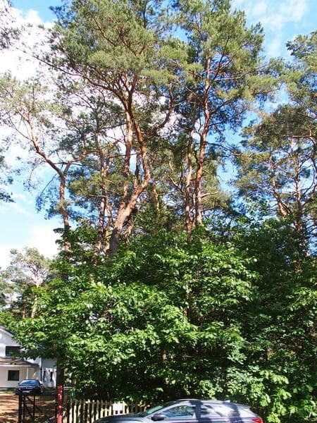 Prodej pozemku 1.073 m², Mühlenbecker Land, Braniborsko Prodej pozemku 1.073 m², Mühlenbecker Land, Braniborsko
