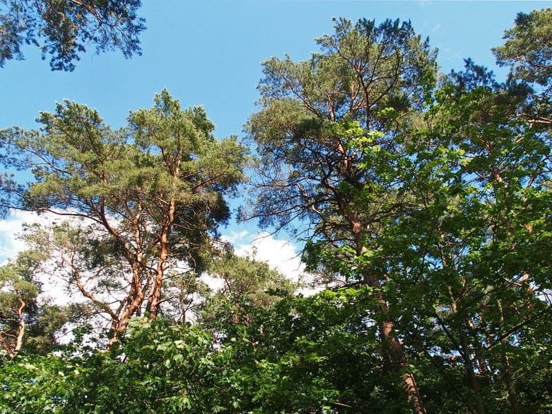 Prodej pozemku 1.073 m², Mühlenbecker Land, Braniborsko Prodej pozemku 1.073 m², Mühlenbecker Land, Braniborsko
