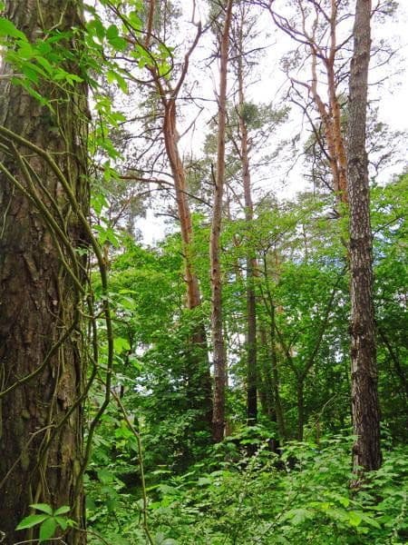 Prodej pozemku 1.073 m², Mühlenbecker Land, Braniborsko Prodej pozemku 1.073 m², Mühlenbecker Land, Braniborsko