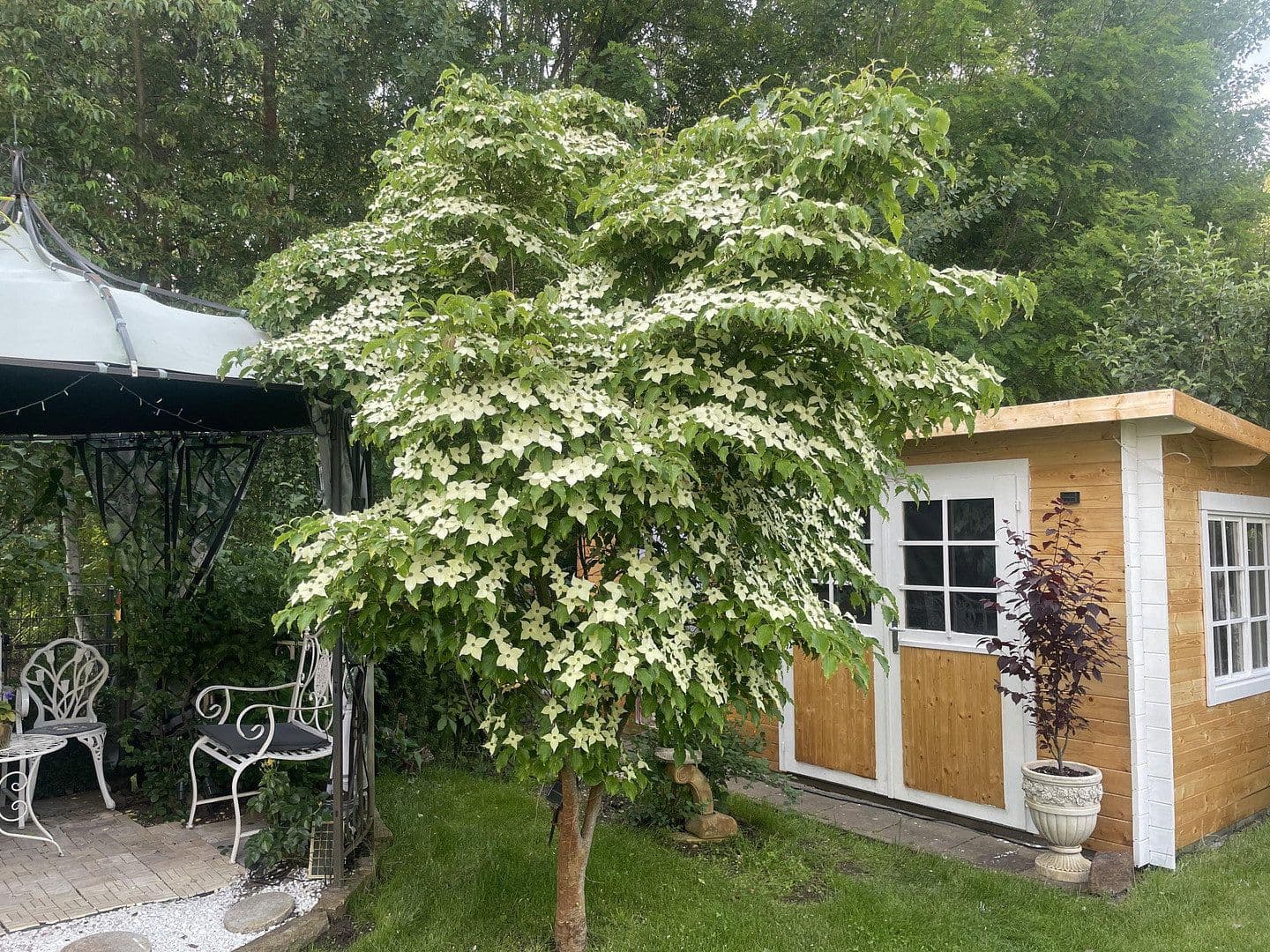 Pronájem domu 130 m², pozemek 700 m², Potsdam, Braniborsko Pronájem domu 130 m², pozemek 700 m², Potsdam, Braniborsko
