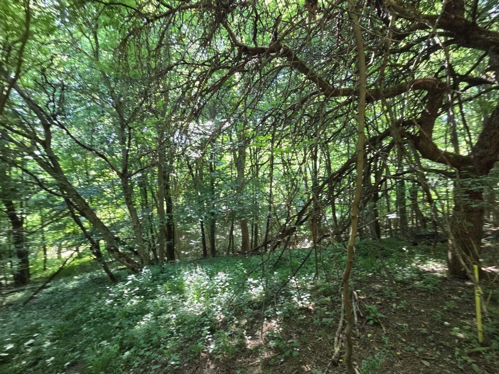 Prodej pozemku 1.881 m², Brestovec, Trenčiansky kraj Prodej pozemku 1.881 m², Brestovec, Trenčiansky kraj