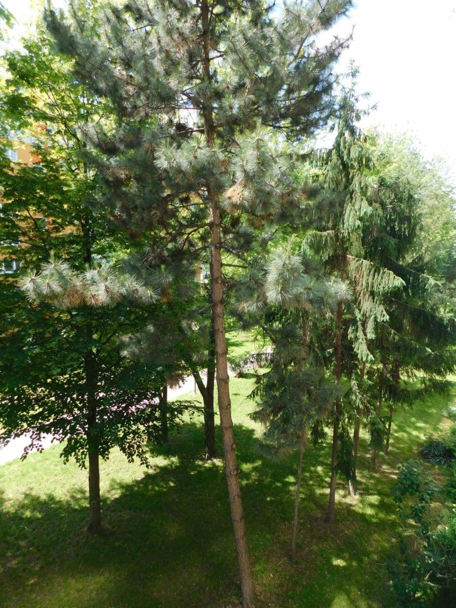 Pronájem bytu 2+1 50 m², Astrová, Ružinov, Bratislavský kraj Pronájem bytu 2+1 50 m², Astrová, Ružinov, Bratislavský kraj