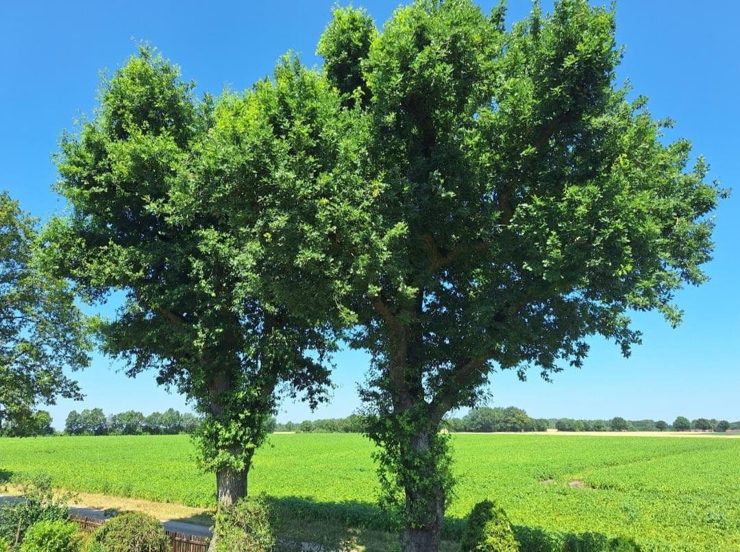 Prodej domu 204 m², pozemek 3.250 m², Diepholz, Dolní Sasko Prodej domu 204 m², pozemek 3.250 m², Diepholz, Dolní Sasko