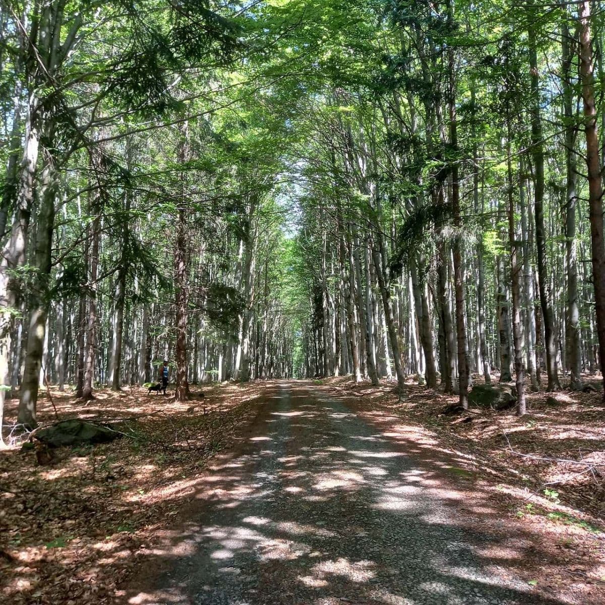 Pronájem chaty, chalupy, Oudoleň, Kraj Vysočina Pronájem chaty, chalupy, Oudoleň, Kraj Vysočina