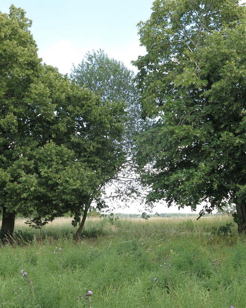 Prodej domu 1.200 m², pozemek 7.000 m², Ivenack, Mecklenburg-Vorpommern Prodej domu 1.200 m², pozemek 7.000 m², Ivenack, Mecklenburg-Vorpommern