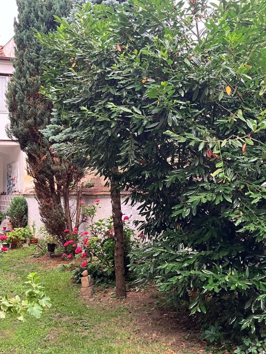 Pronájem bytu 1+1 50 m², Na Zlíchově, Praha, Praha Pronájem bytu 1+1 50 m², Na Zlíchově, Praha, Praha
