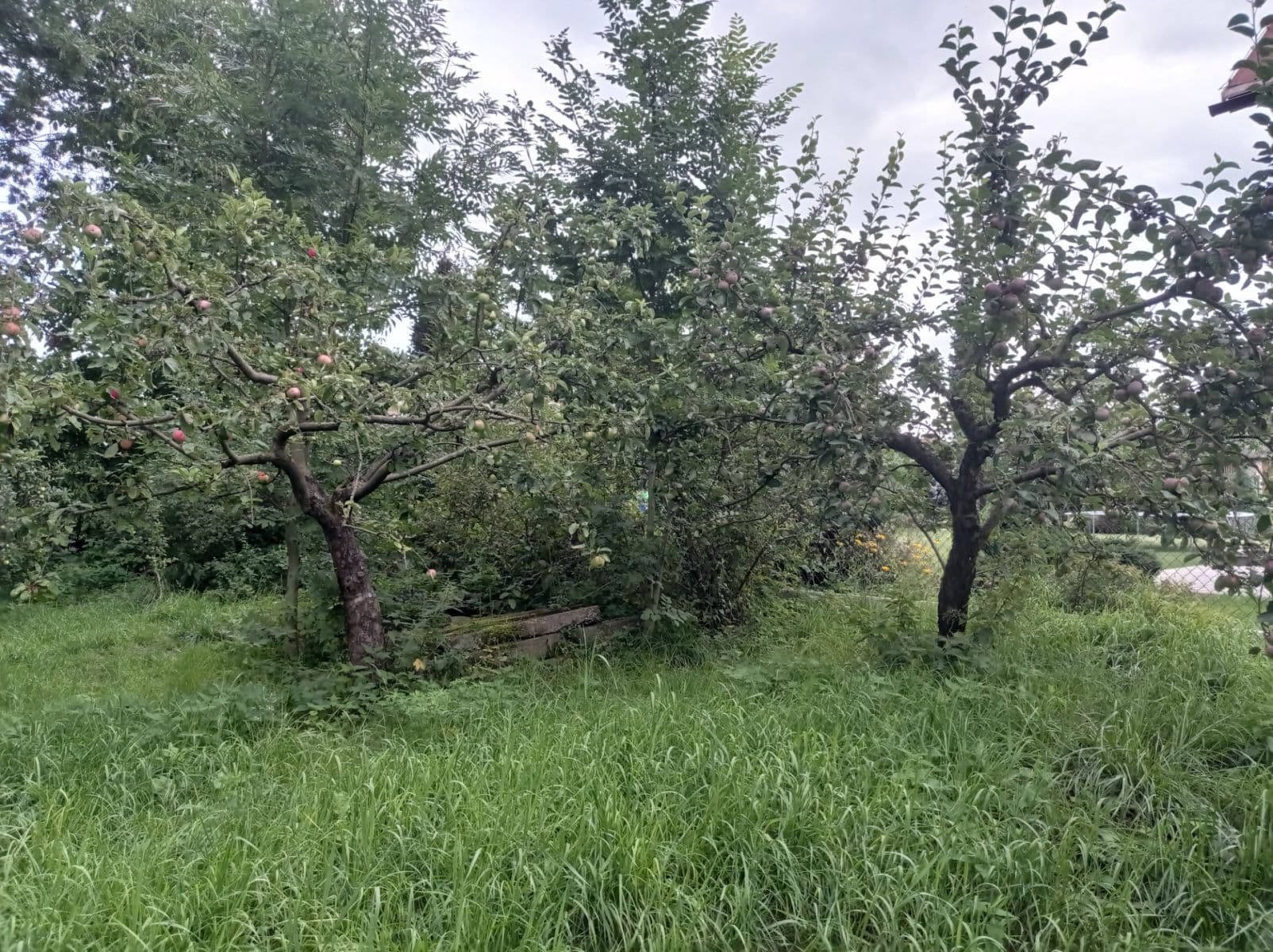 Prodej chaty, chalupy 44 m², pozemek 558 m², Kaněrova, Kostelec nad Orlicí, Královéhradecký kraj Prodej chaty, chalupy 44 m², pozemek 558 m², Kaněrova, Kostelec nad Orlicí, Královéhradecký kraj