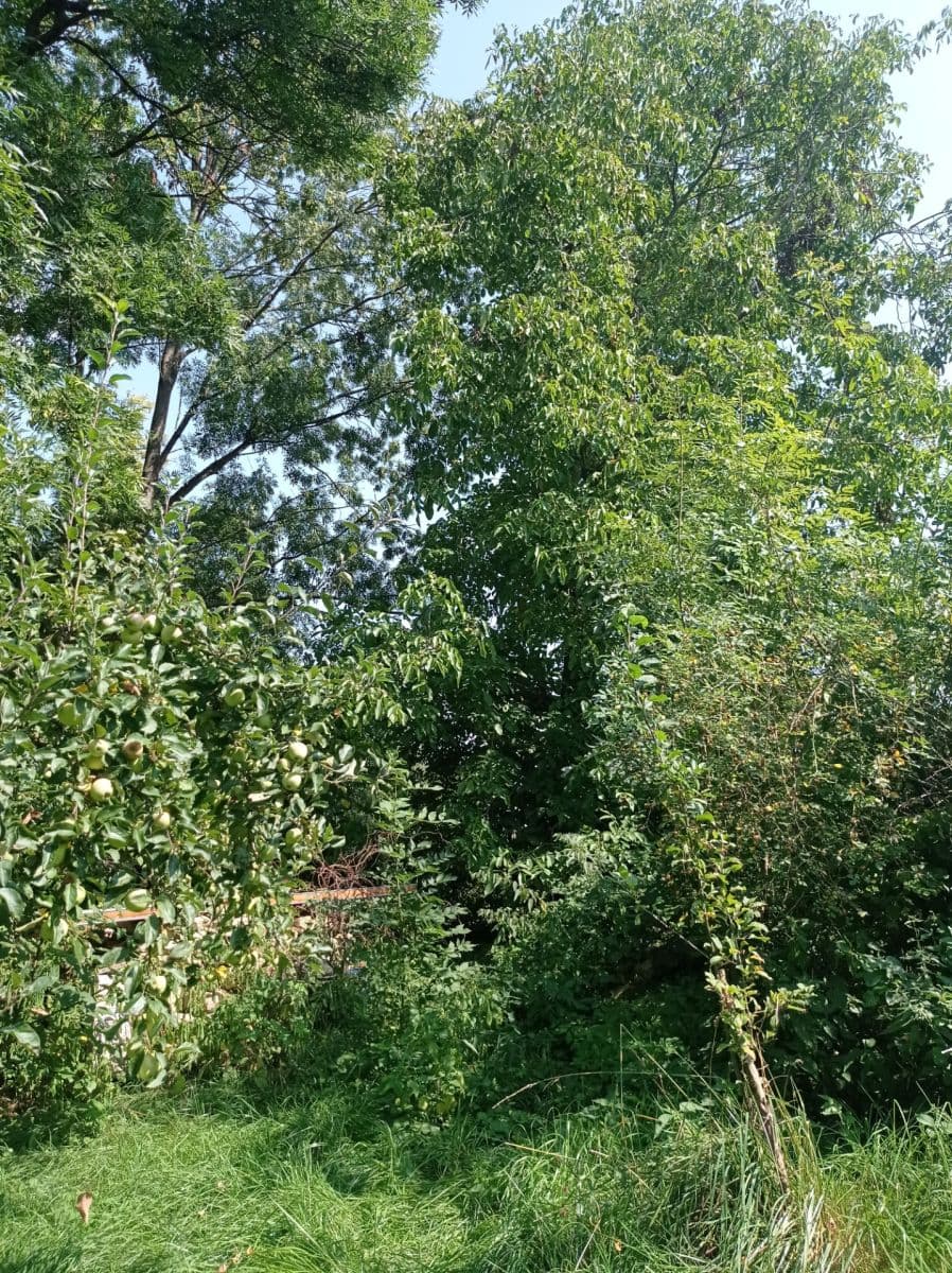Prodej chaty, chalupy 44 m², pozemek 558 m², Kaněrova, Kostelec nad Orlicí, Královéhradecký kraj Prodej chaty, chalupy 44 m², pozemek 558 m², Kaněrova, Kostelec nad Orlicí, Královéhradecký kraj