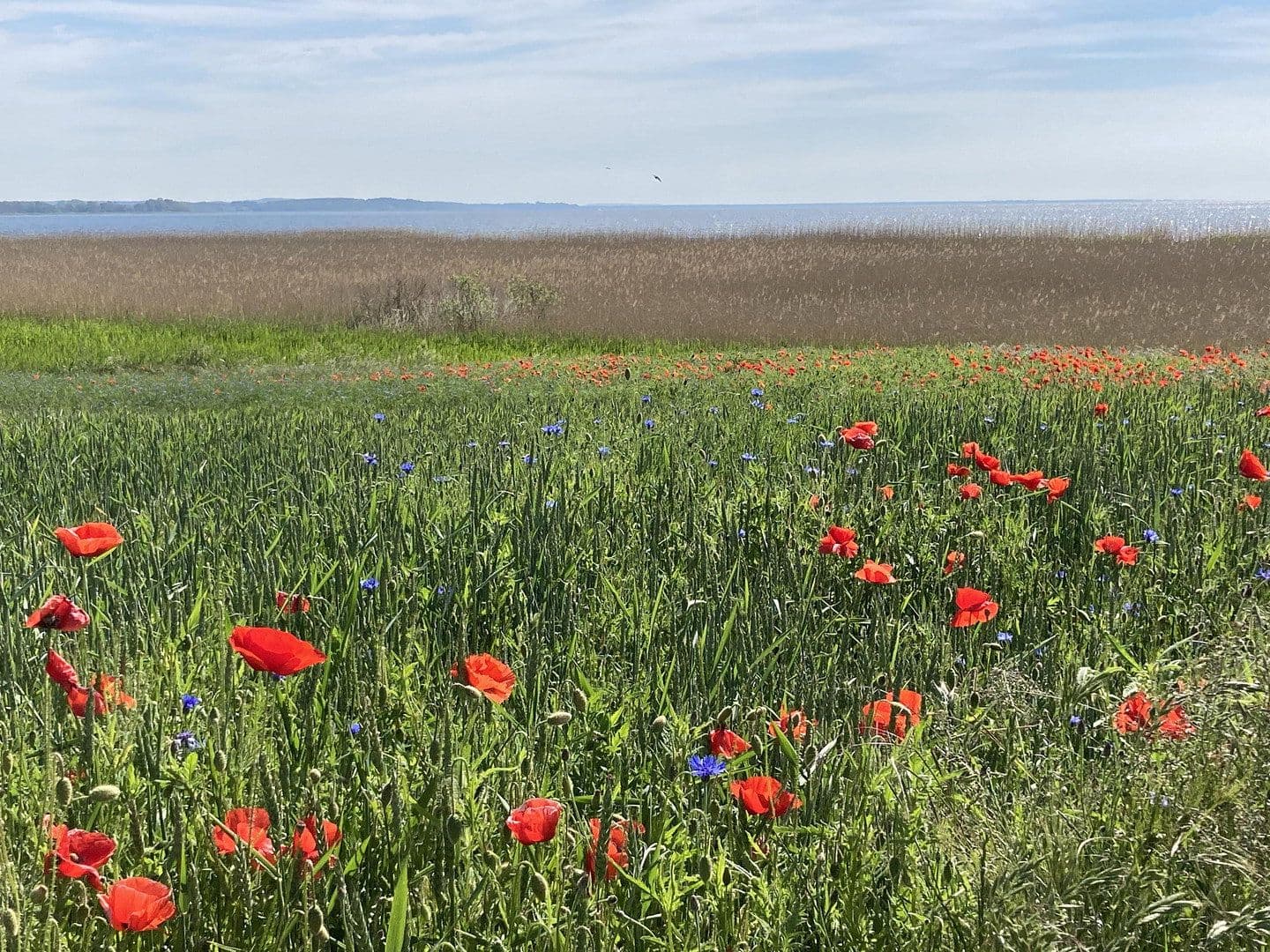 Prodej bytu 2+1 46 m², Stolpe auf Usedom, Mecklenburg-Vorpommern Prodej bytu 2+1 46 m², Stolpe auf Usedom, Mecklenburg-Vorpommern