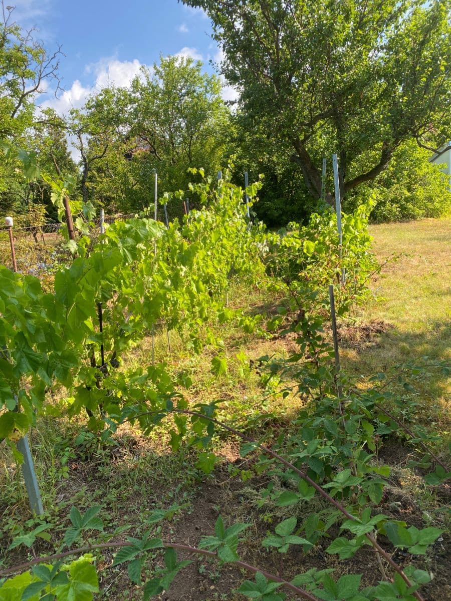 Prodej pozemku 2.409 m², Ostopovice, Jihomoravský kraj Prodej pozemku 2.409 m², Ostopovice, Jihomoravský kraj