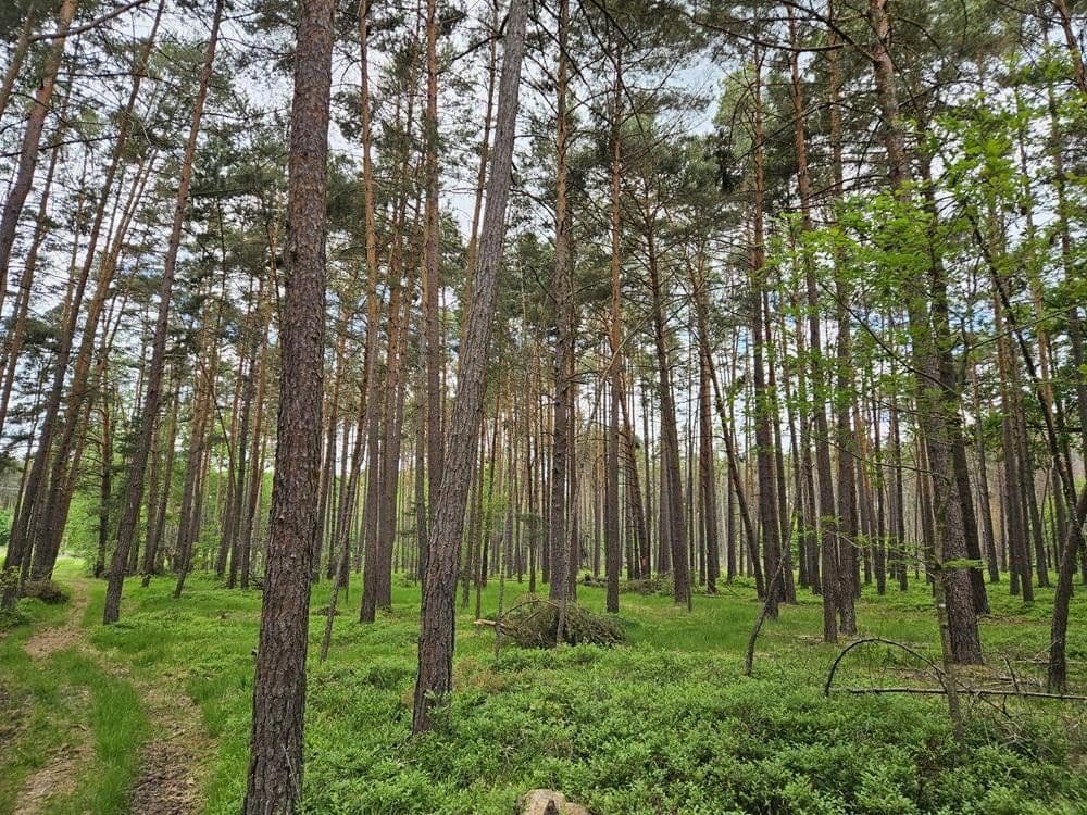 Prodej pozemku 4.240 m², Gremsdorf, Bavorsko Prodej pozemku 4.240 m², Gremsdorf, Bavorsko