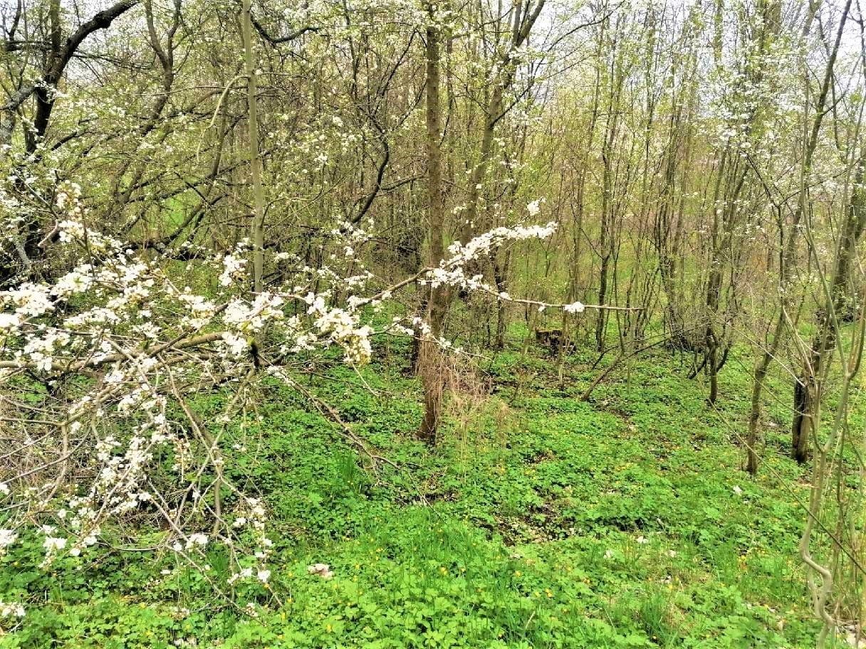 Prodej pozemku 340 m², Veselá, Liberecký kraj Prodej pozemku 340 m², Veselá, Liberecký kraj