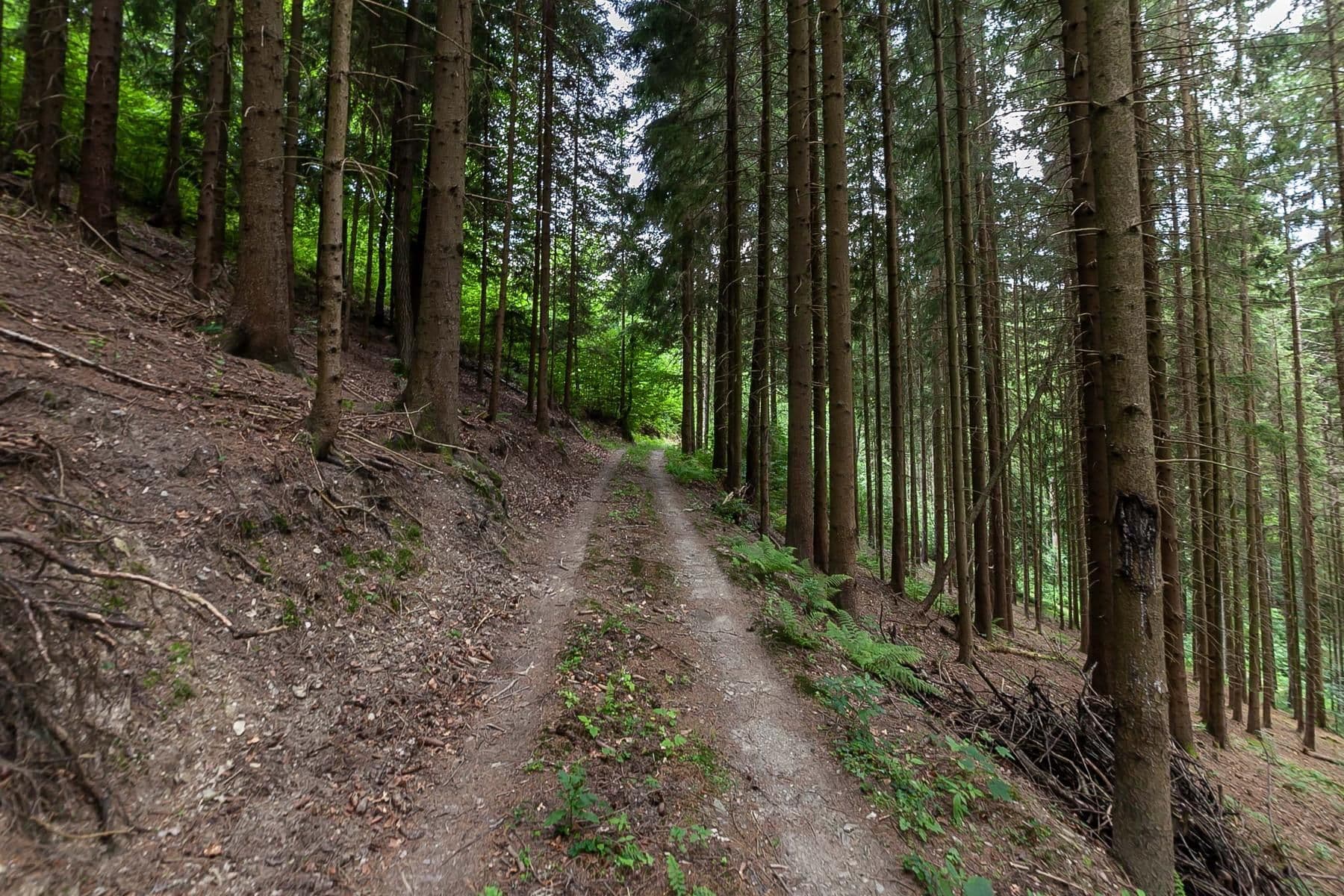 Prodej chaty, chalupy 240 m², pozemek 32.164 m², Jablonec nad Jizerou, Liberecký kraj Prodej chaty, chalupy 240 m², pozemek 32.164 m², Jablonec nad Jizerou, Liberecký kraj