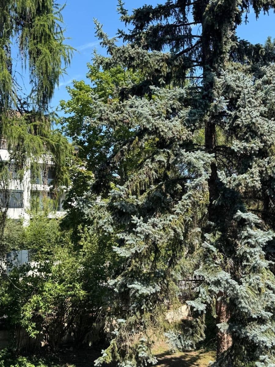 Pronájem bytu 1+kk 33 m², Pod Třebešínem, Praha, Praha Pronájem bytu 1+kk 33 m², Pod Třebešínem, Praha, Praha